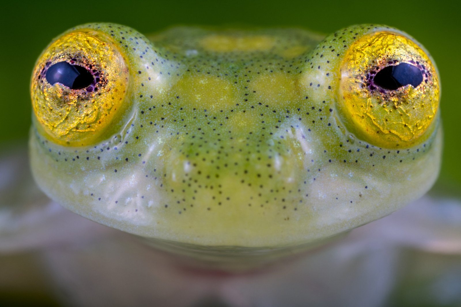 Glass Frog : Discover the Transparent Wonder