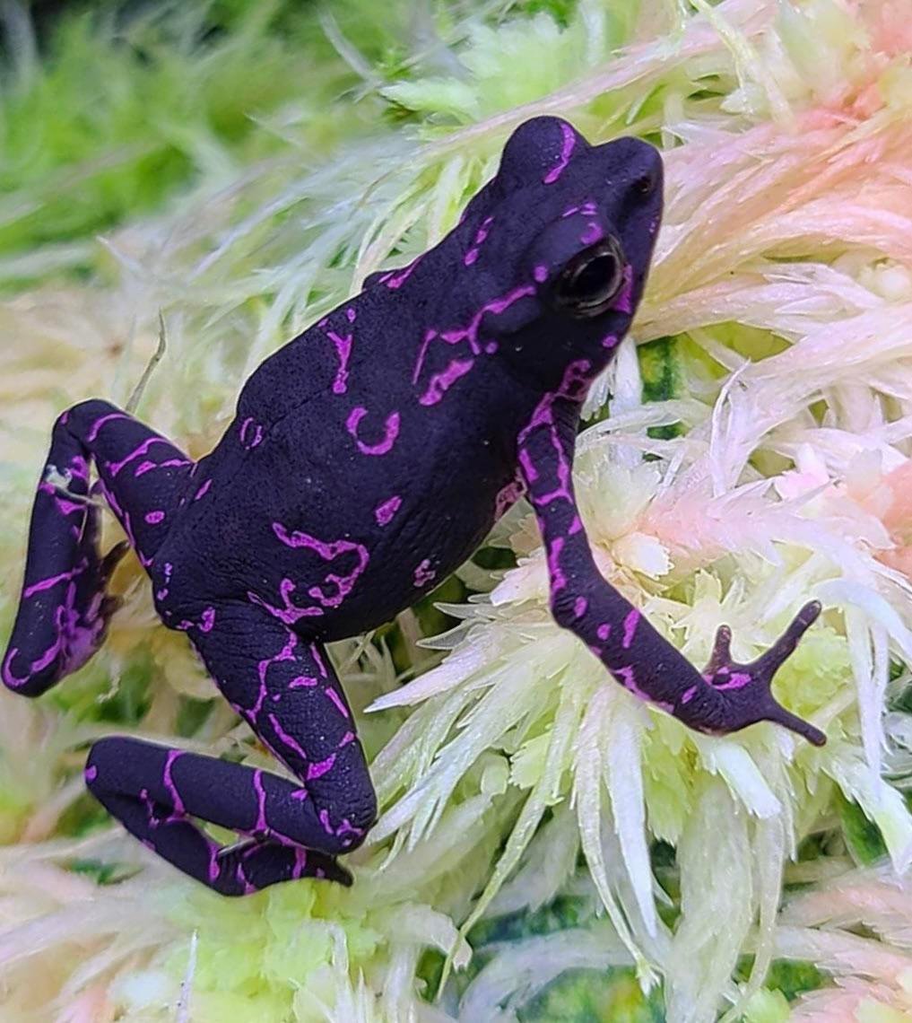 Are Purple Toads Poisonous?
