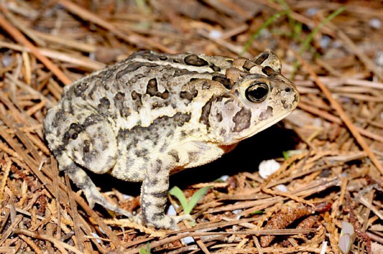 Are Southern Toads Native to Florida?