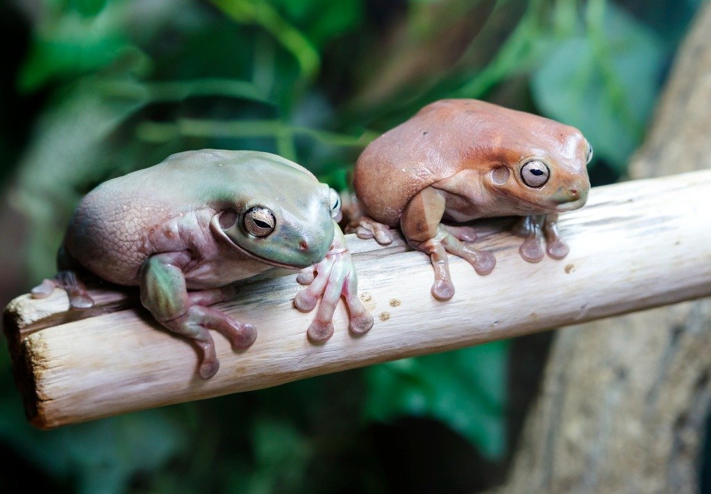 best food for white tree frog