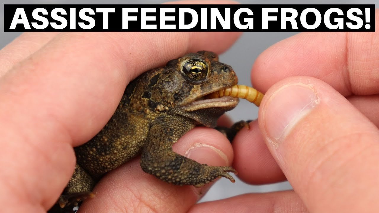 how do i get my frog to eat?