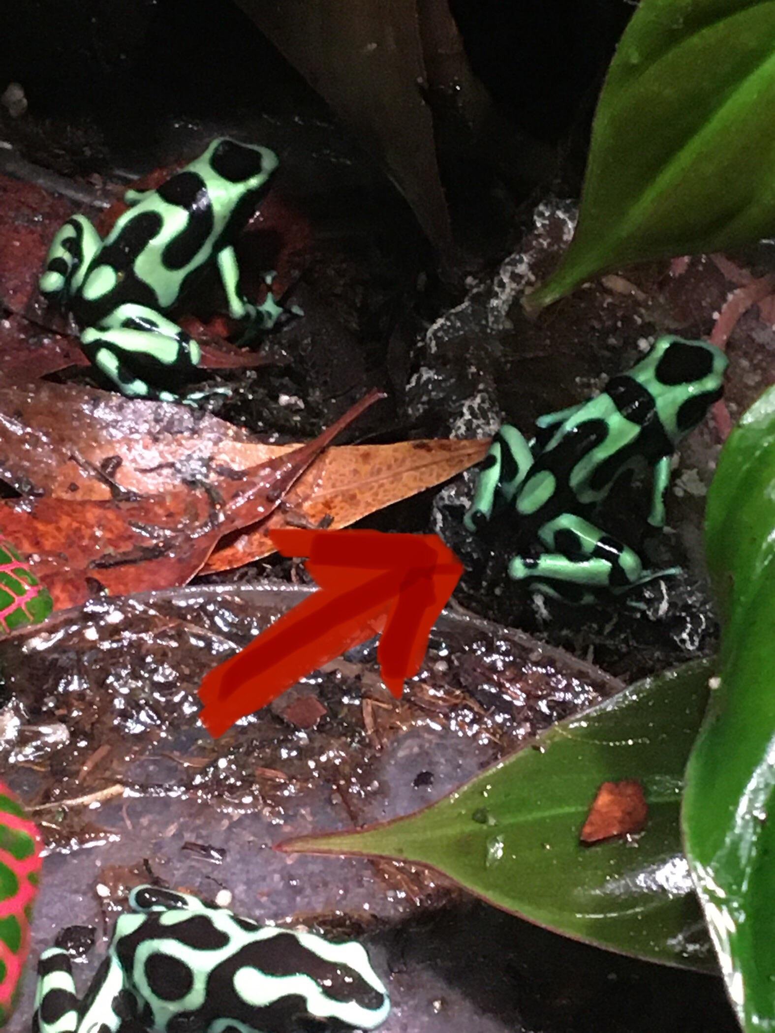 how to make a dart frog eat?