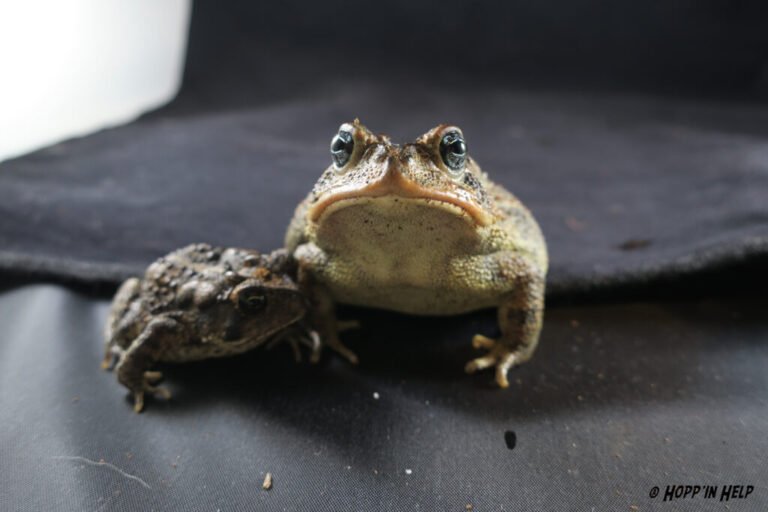 How to Take Care of a Southern Toad?