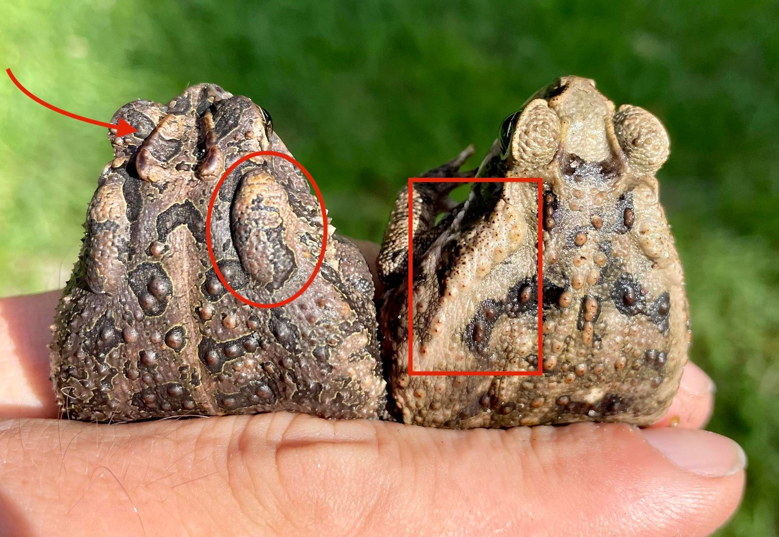 Southern Toad Vs Cane Toad