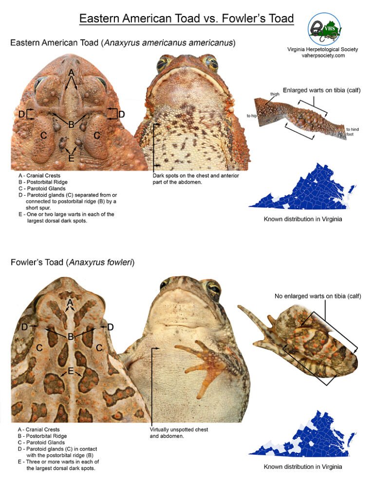 Southern Toad Vs Fowler'S Toad?