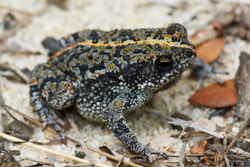 Southern Toad Vs Oak Toad