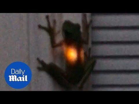 what happens when a frog eats a firefly?
