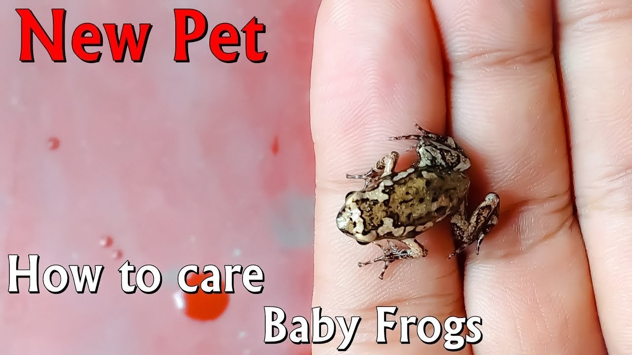 what to feed a frog i caught?
