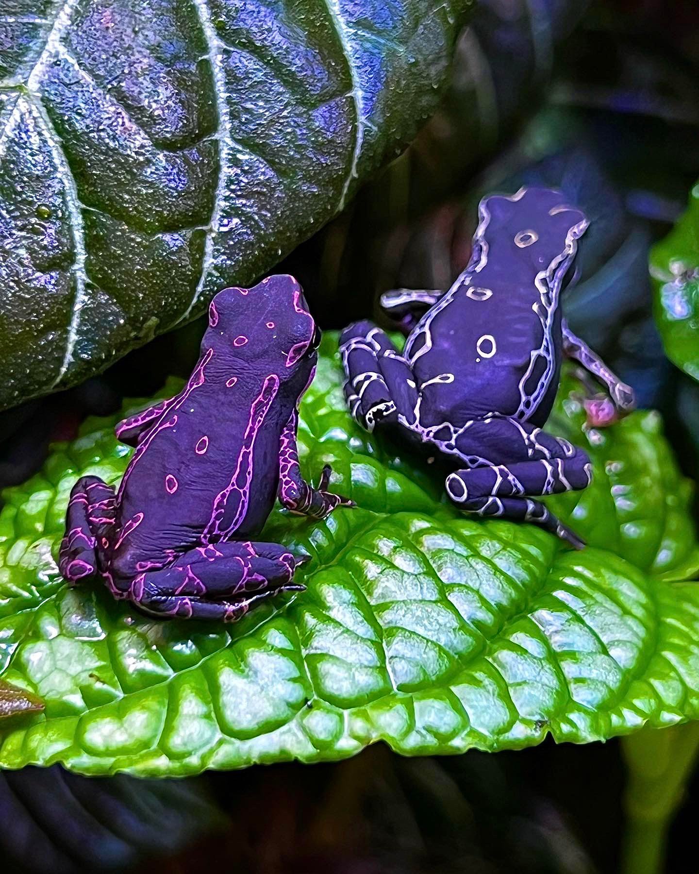 Where Do Purple Harlequin Toads Live?