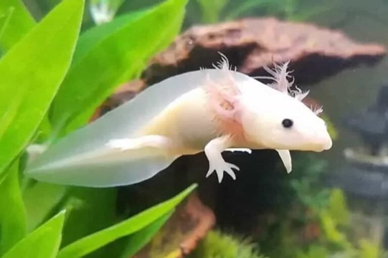 Axolotls Reproductive Organs: A Comprehensive Guide