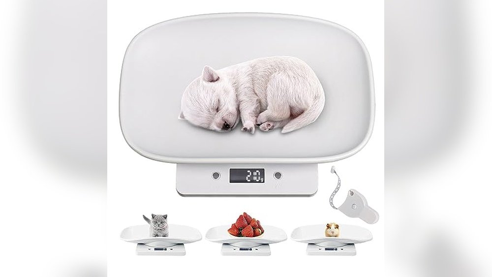 Best Digital Scale for Weighing Frogs