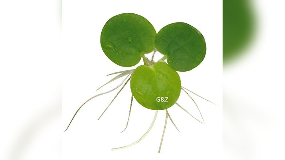 Best Frog-Friendly Aquatic Plants