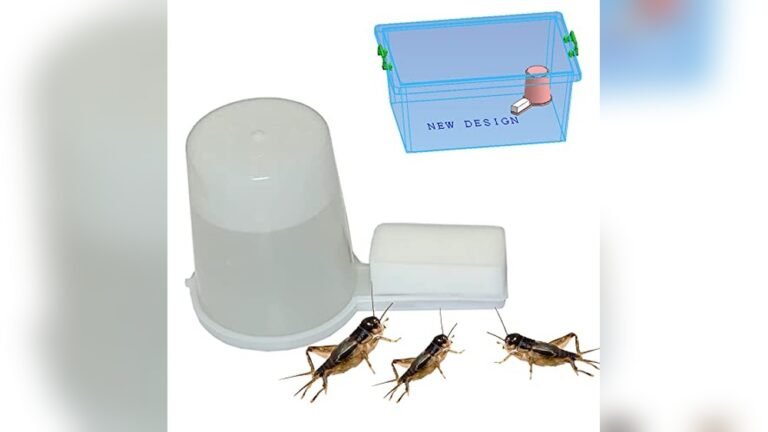 Best Insect Breeding Cup for Amphibian Feeding