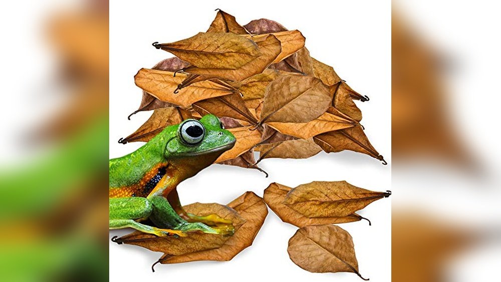 Best Leaf Litter Substrate for Dart Frog Tanks