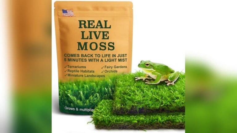 Best Live Plants for Frog Terrarium