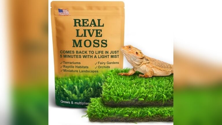 Best Live Tropical Moss Carpet for Frogs - AMPHIPEDIA