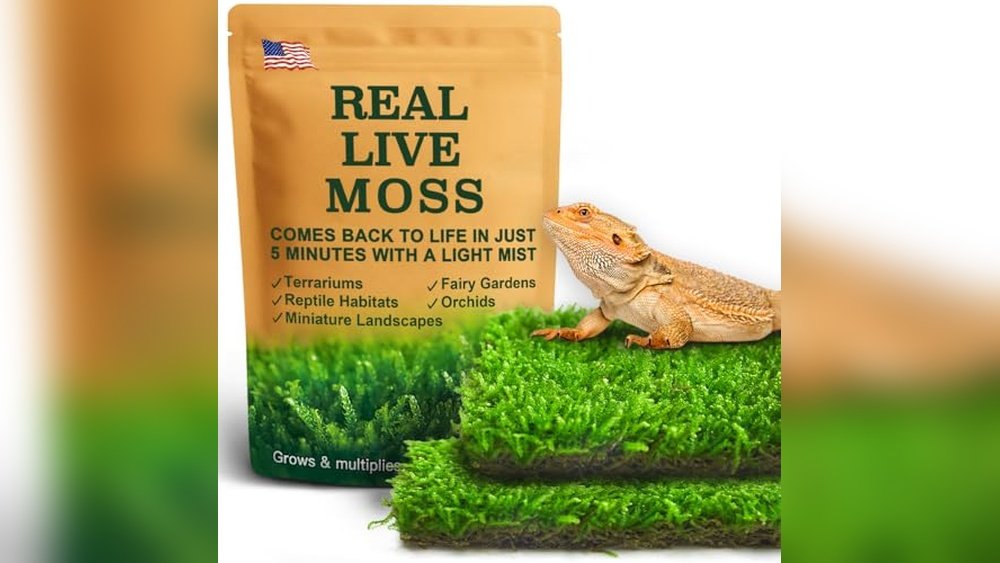 Best Live Tropical Moss Carpet for Frogs
