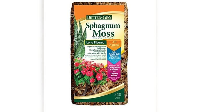 Best Natural Moss for Terrarium