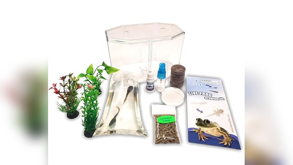Best Tadpole Rearing Kit
