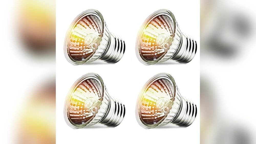 Best Uvb Bulb for Dart Frogs