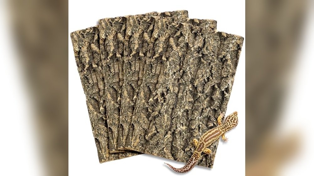 Best Wall Climbing Background for Frogs