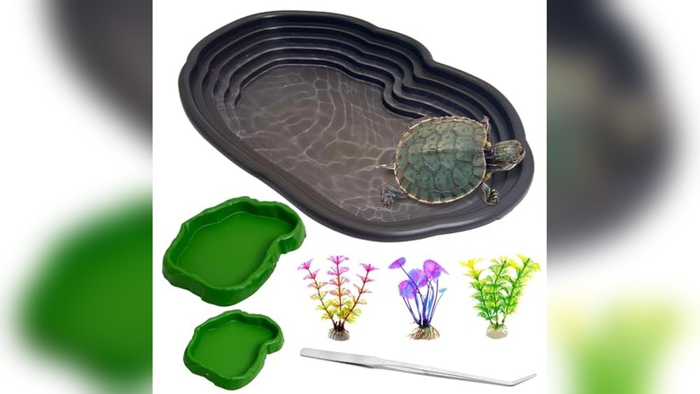 Best Water Dish With Ramp for Toads